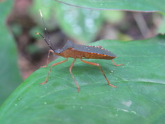 Leptoscelis elongator
