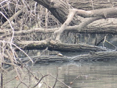 Graptemys ouachitensis