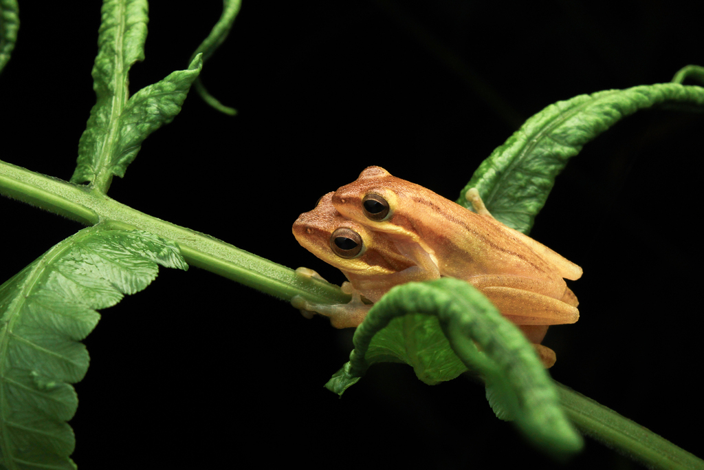 Chiromantis trilaksonoi (Chiromantis trilaksonoi)