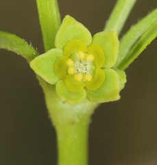 Euphorbia hexagona