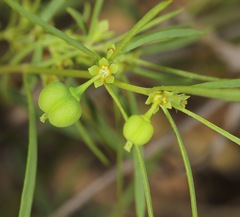 Euphorbia hexagona