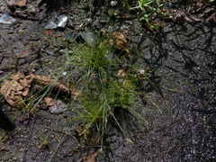 Bulbostylis capillaris