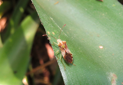 Cebrenis centrolineata