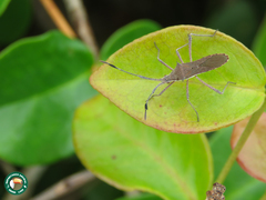 Chariesterus armatus