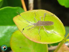 Chariesterus armatus