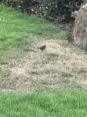 Melospiza melodia morphna