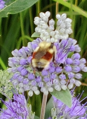 Bombus huntii