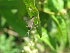 Chariesterus armatus