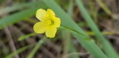 Linum sulcatum