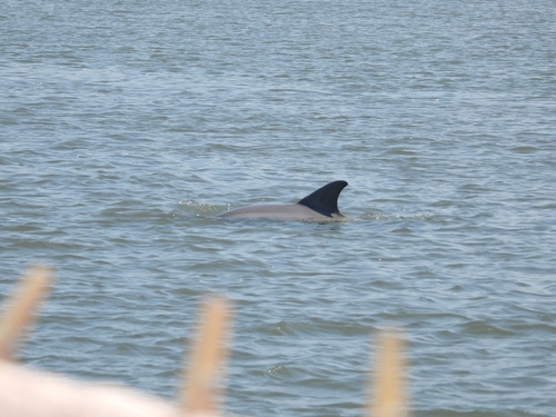 Tamanend's Bottlenose Dolphin photographed in North Carolina