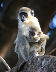 Green Monkey photo 4