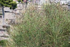 Spartium junceum