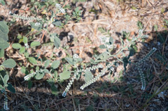 Heliotropium europaeum