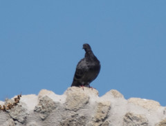 Columba livia domestica