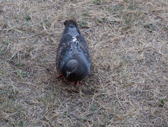 Columba livia domestica