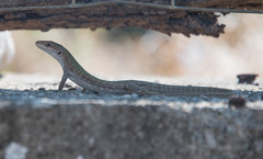 Podarcis siculus