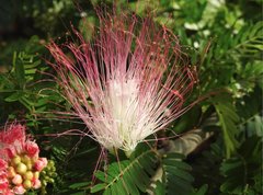 Calliandra riparia
