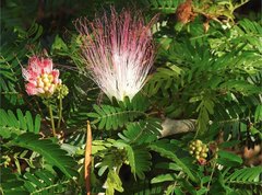 Calliandra riparia