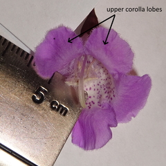 Agalinis strictifolia