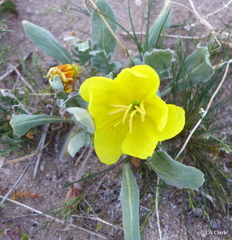 Oenothera primiveris