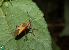 Hypselonotus bitrianguliger