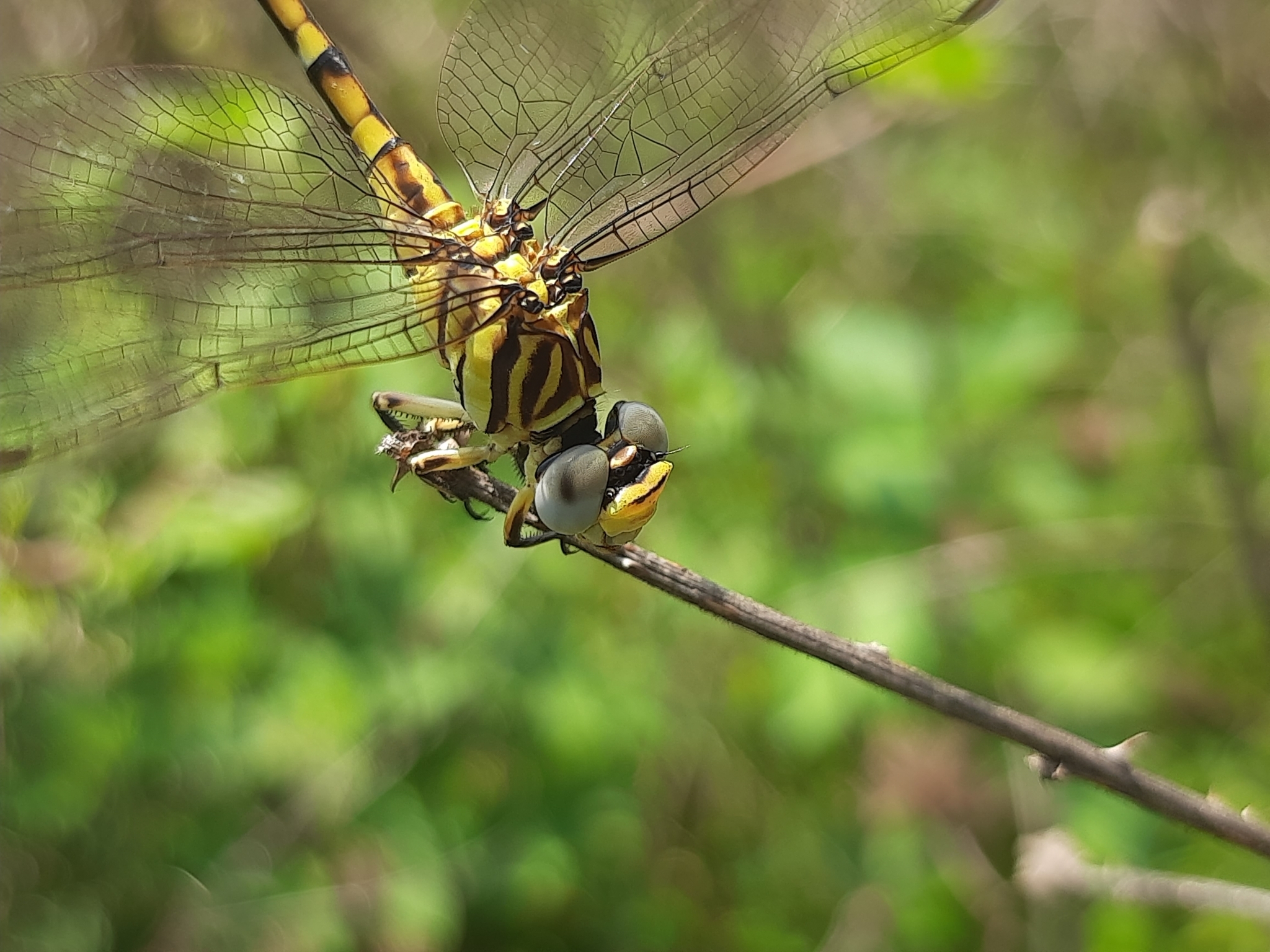Lined Hooktail