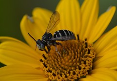 Triepeolus pectoralis