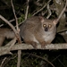 Brown Greater Galago - Photo (c) Bernard DUPONT, some rights reserved (CC BY-SA)