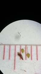 Bulbostylis capillaris