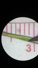 Bulbostylis capillaris