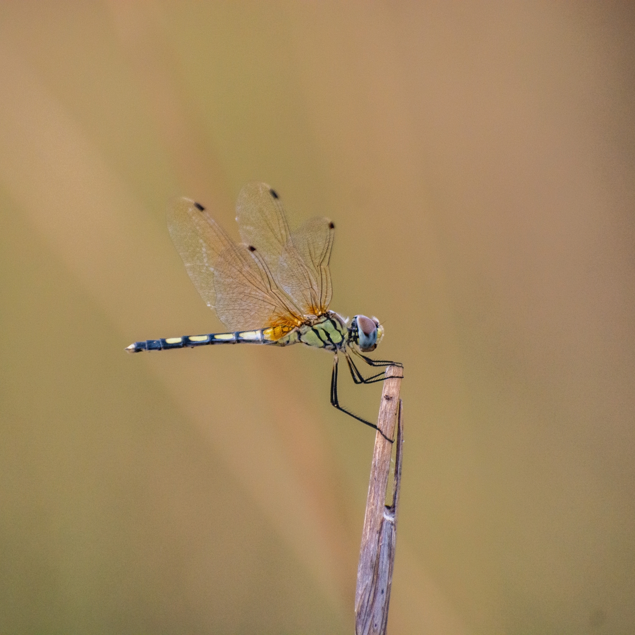 Long-Legged Marsh Glider