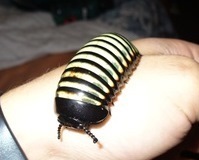 Arthrosphaera