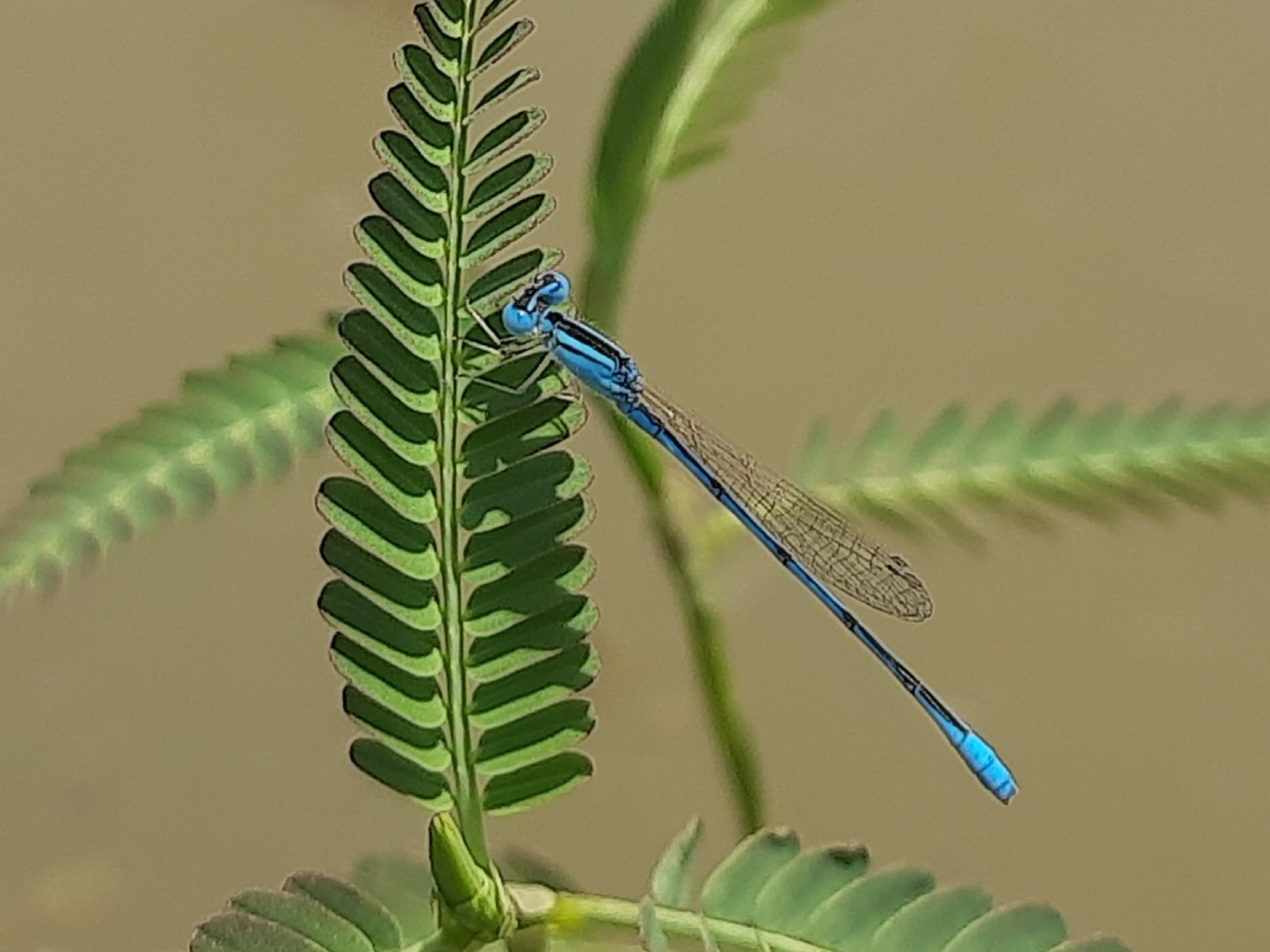 Asian Little Bluet