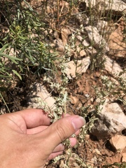 Atriplex argentea expansa