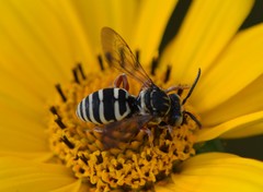 Triepeolus pectoralis