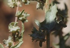 Atriplex argentea expansa