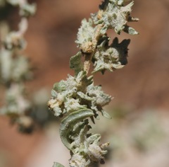 Atriplex argentea expansa