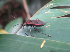 Laminiceps fenestratus