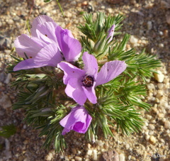 Linanthus parryae