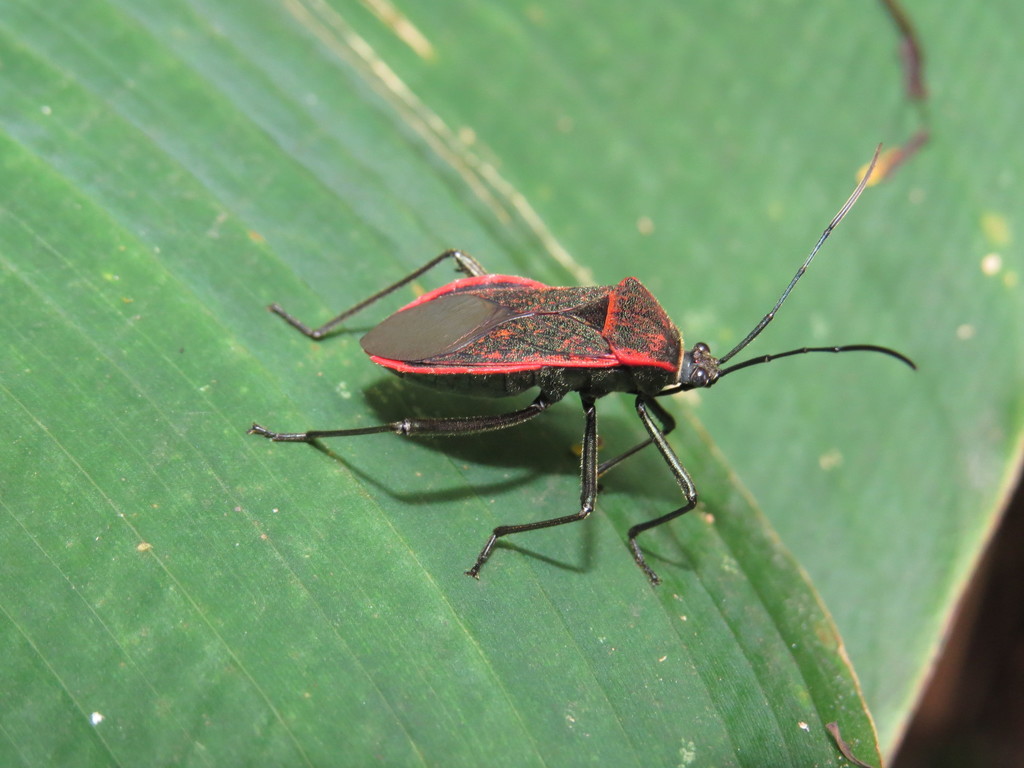 Laminiceps fenestratus