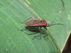 Laminiceps fenestratus