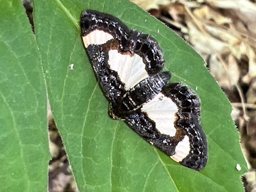 Common Spring Moth photo 3
