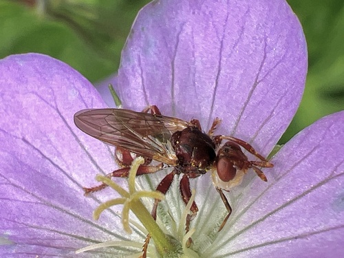 Myopa clausa photo 3