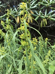 Solidago lancifolia