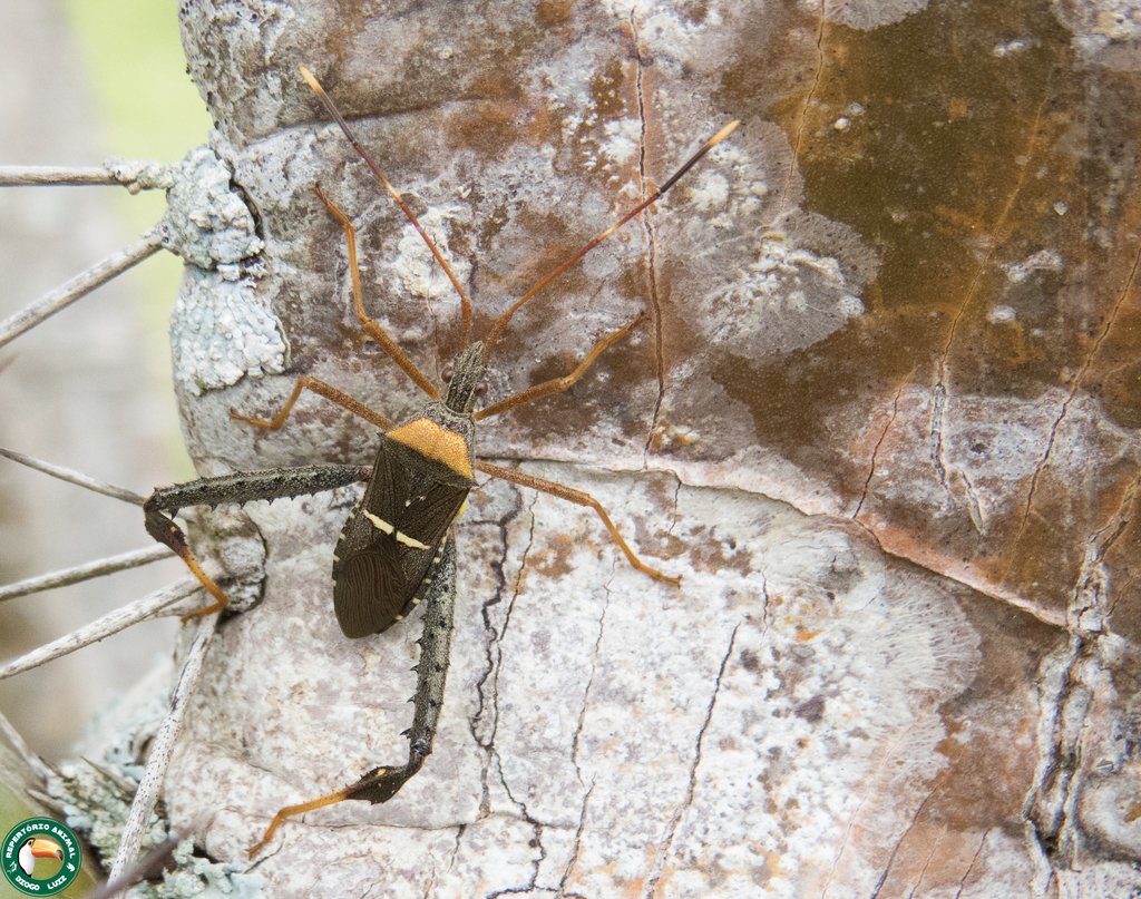 Leptoglossus fasciatus