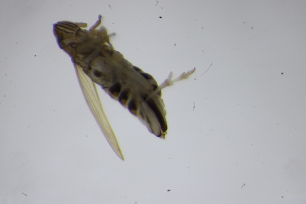 Prokelisia dolus