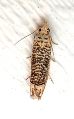 Eucosma argutipunctana