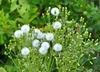 American Burnweed - Photo (c) MikeN, some rights reserved (CC BY-NC), uploaded by MikeN