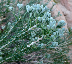 Tetradymia glabrata