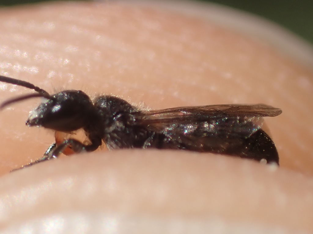 Chelostoma hellenicum